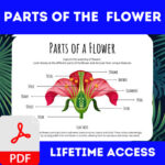 Parts of the Face , Parts of a Flower , Pumpkin Parts , Parts of a Paragraph - Image 2