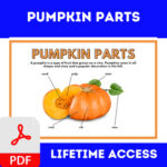 Parts of the Face , Parts of a Flower , Pumpkin Parts , Parts of a Paragraph - Image 3